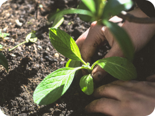 A young plant being cared for